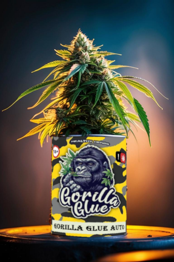 Gorilla Glue Automatic Dosenpflanze - Mit Erde, Seramis und Autoflowering Seed